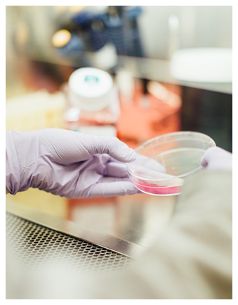 A person wearing purple gloves holding a petri dish with a pink substance inside a laboratory biosafety cabinet.