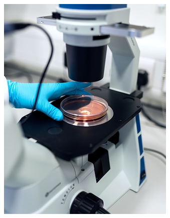 Scientist in blue gloves placing a Petri dish onto the stage of an inverted microscope.